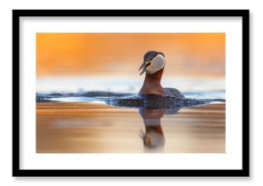 Perkoz rdzawoszyi (Podiceps grisegena)