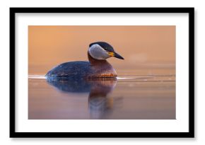 Perkoz rdzawoszyi (Podiceps grisegena)
