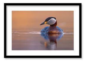 Perkoz rdzawoszyi (Podiceps grisegena)