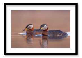Perkoz rdzawoszyi (Podiceps grisegena)