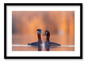 Perkoz rdzawoszyi (Podiceps grisegena)