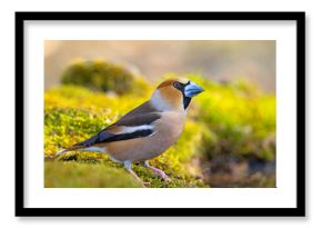 Grubodziób (Coccothraustes coccothraustes)