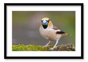 Grubodziób (Coccothraustes coccothraustes)