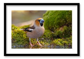 Grubodziób (Coccothraustes coccothraustes)