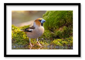 Grubodziób (Coccothraustes coccothraustes)