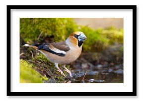 Grubodziób (Coccothraustes coccothraustes)