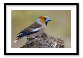 Grubodziób (Coccothraustes coccothraustes)