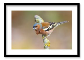 Zięba (Fringilla coelebs)