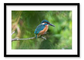 zimorodek (Alcedo atthis) nazywany też bluebird czyli błękitna strzała siedzi w oczekiwaniu na polowanie na rybę