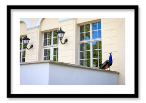 Paw w pałacowym ogrodzie. Przelewice 