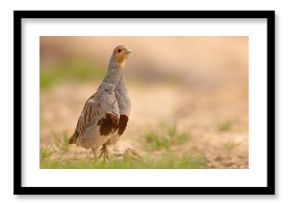 Kuropatwa (Perdix perdix)