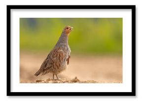 Kuropatwa (Perdix perdix)