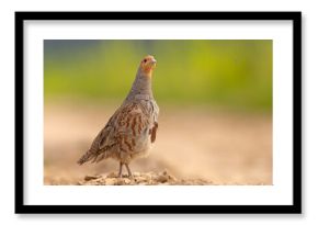 Kuropatwa (Perdix perdix)