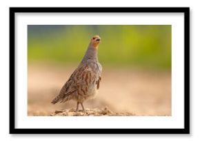 Kuropatwa (Perdix perdix)