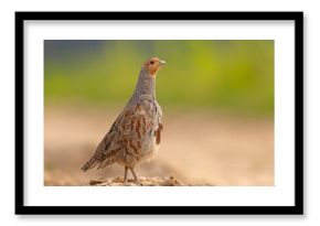 Kuropatwa (Perdix perdix)