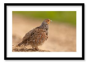 Kuropatwa (Perdix perdix)