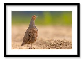 Kuropatwa (Perdix perdix)