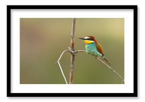 Żołna (Merops apiaster)