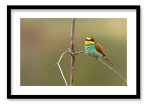 Żołna (Merops apiaster)