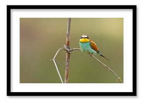 Żołna (Merops apiaster)