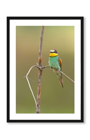 Żołna (Merops apiaster)