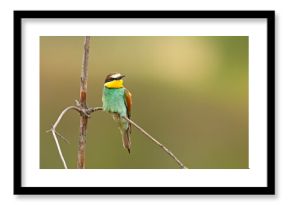 Żołna (Merops apiaster)