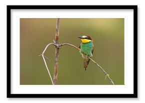 Żołna (Merops apiaster)