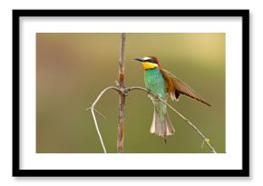 Żołna (Merops apiaster)