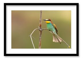 Żołna (Merops apiaster)