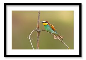 Żołna (Merops apiaster)