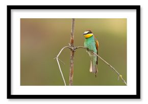 Żołna (Merops apiaster)