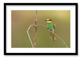 Żołna (Merops apiaster)