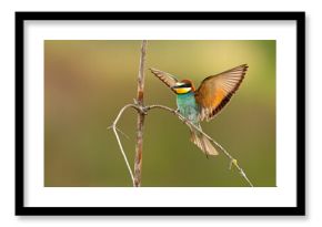 Żołna (Merops apiaster)