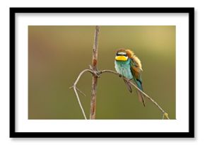 Żołna (Merops apiaster)