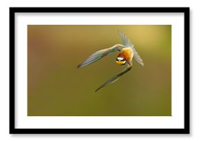 Żołna (Merops apiaster)