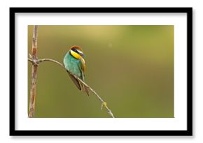 Żołna (Merops apiaster)