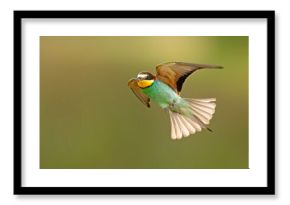 Żołna (Merops apiaster)