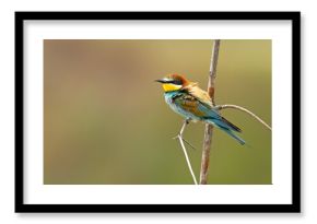 Żołna (Merops apiaster)