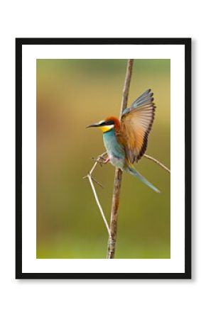 Żołna (Merops apiaster)