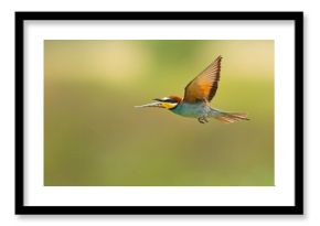 Żołna (Merops apiaster)