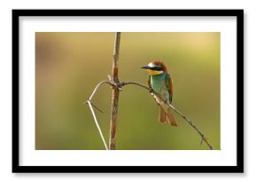 Żołna (Merops apiaster)