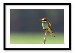 Żołna (Merops apiaster)