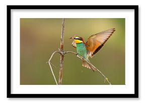 Żołna (Merops apiaster)