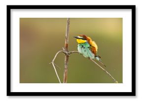 Żołna (Merops apiaster)