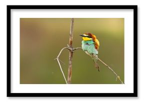 Żołna (Merops apiaster)