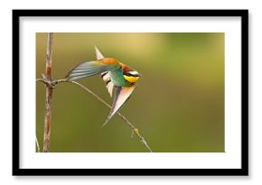 Żołna (Merops apiaster)