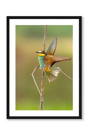 Żołna (Merops apiaster)