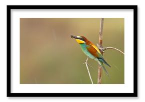 Żołna (Merops apiaster)