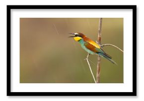 Żołna (Merops apiaster)