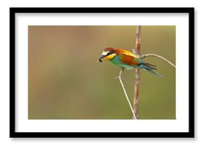 Żołna (Merops apiaster)